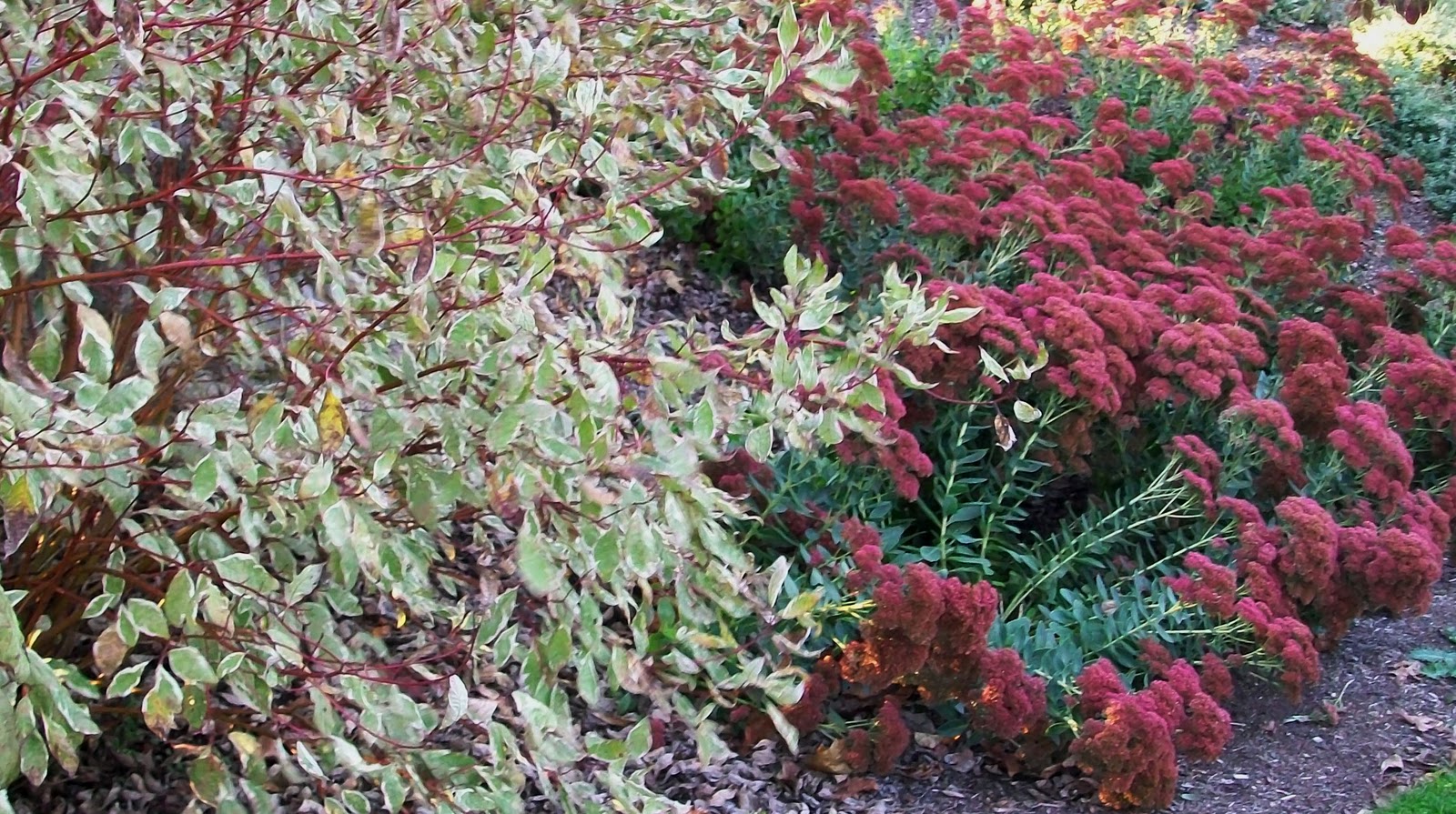 Pruning+ivory+halo+dogwood+shrub