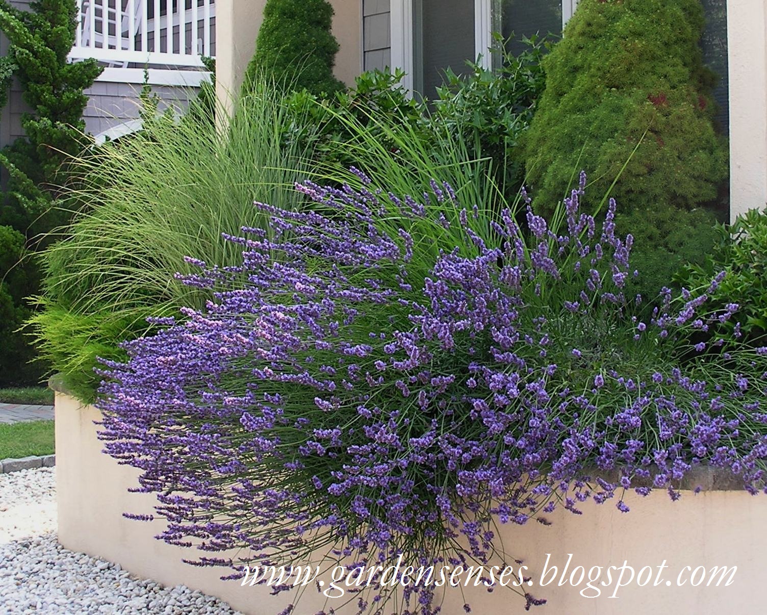 Garden Sense Great Grasses