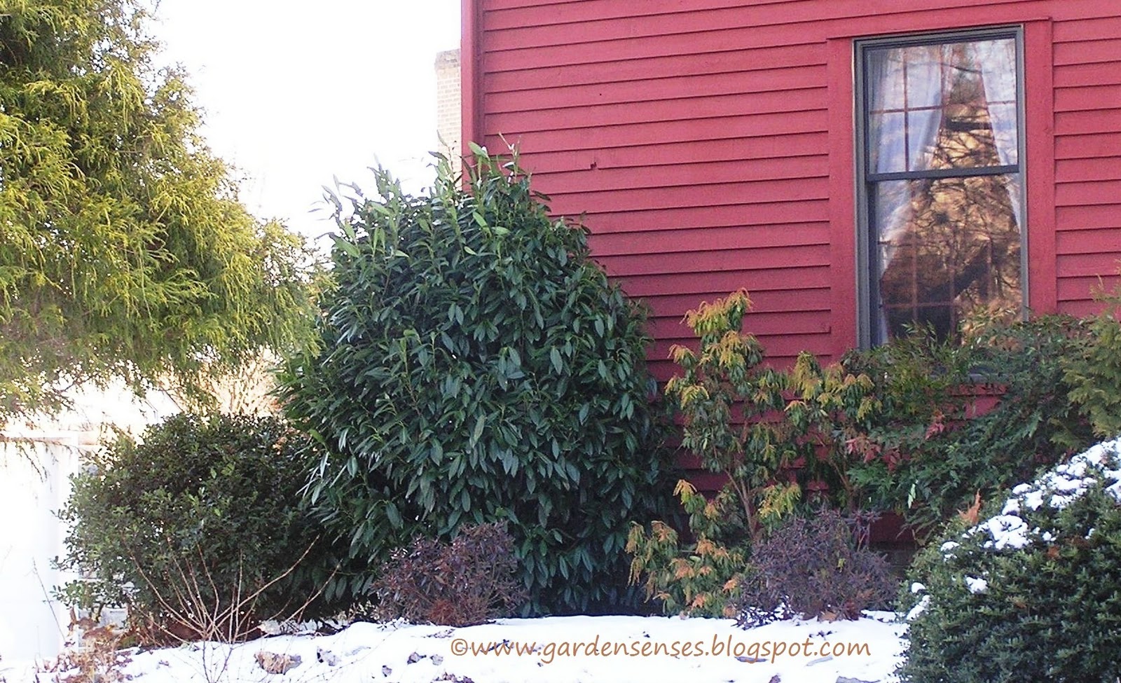 A Guide To Northeastern Gardening Evergreen Trees Shrubs