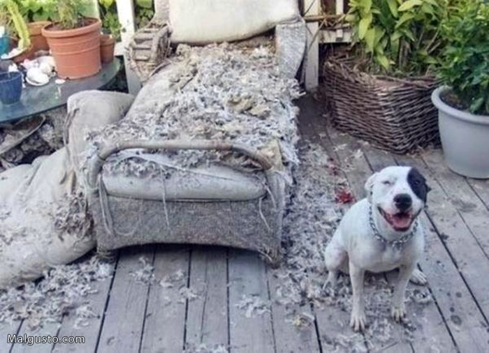 [perro-destroza-sofa.jpg]