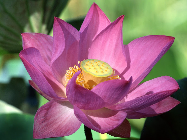 LOTUS FLOWERS GOD IS A REAL GOOD GOD