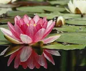 Lotus Flower Photo