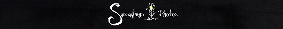Sassafras Photos