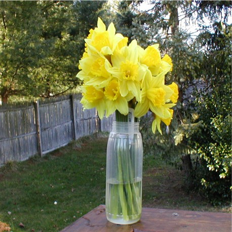 [Copy+of+daffodils2002.jpg]