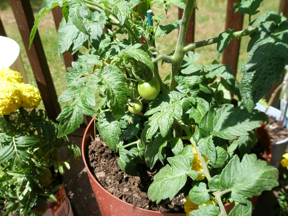 [deck+tomatoes+2009-06-01.jpg]