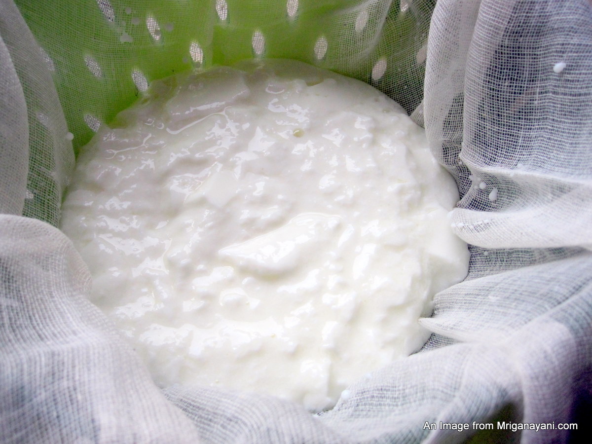 Love & Lentil Make Yogurt at home and then make Shrikand too at home!