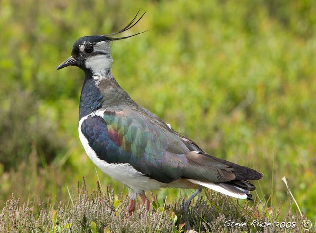 [lapwing2]