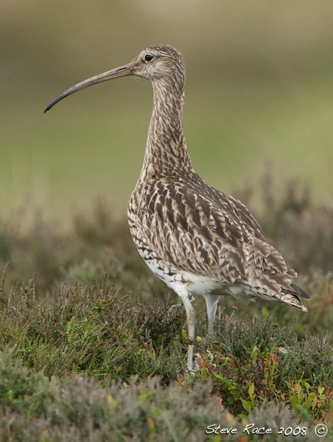 [curlew3]