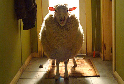 [blacksheep.jpg]