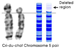 how is cri du chat inherited how is cri du chat inherited