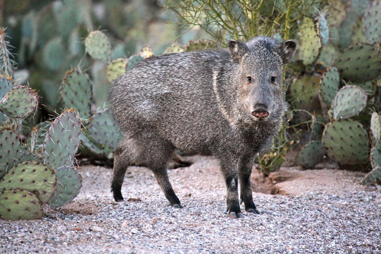 The Azure Gate Javelinas are Back