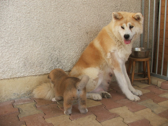 CHIOTS A 27 JOURS