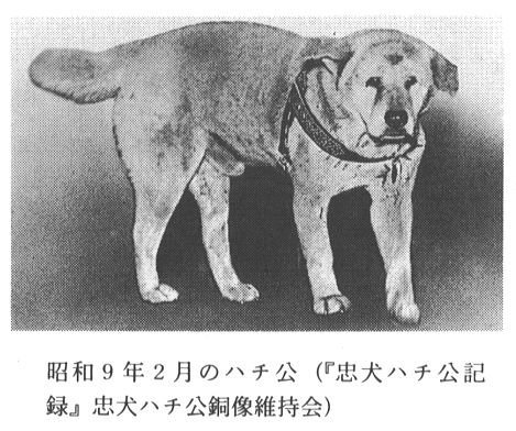 HACHIKO MONOTOGARI