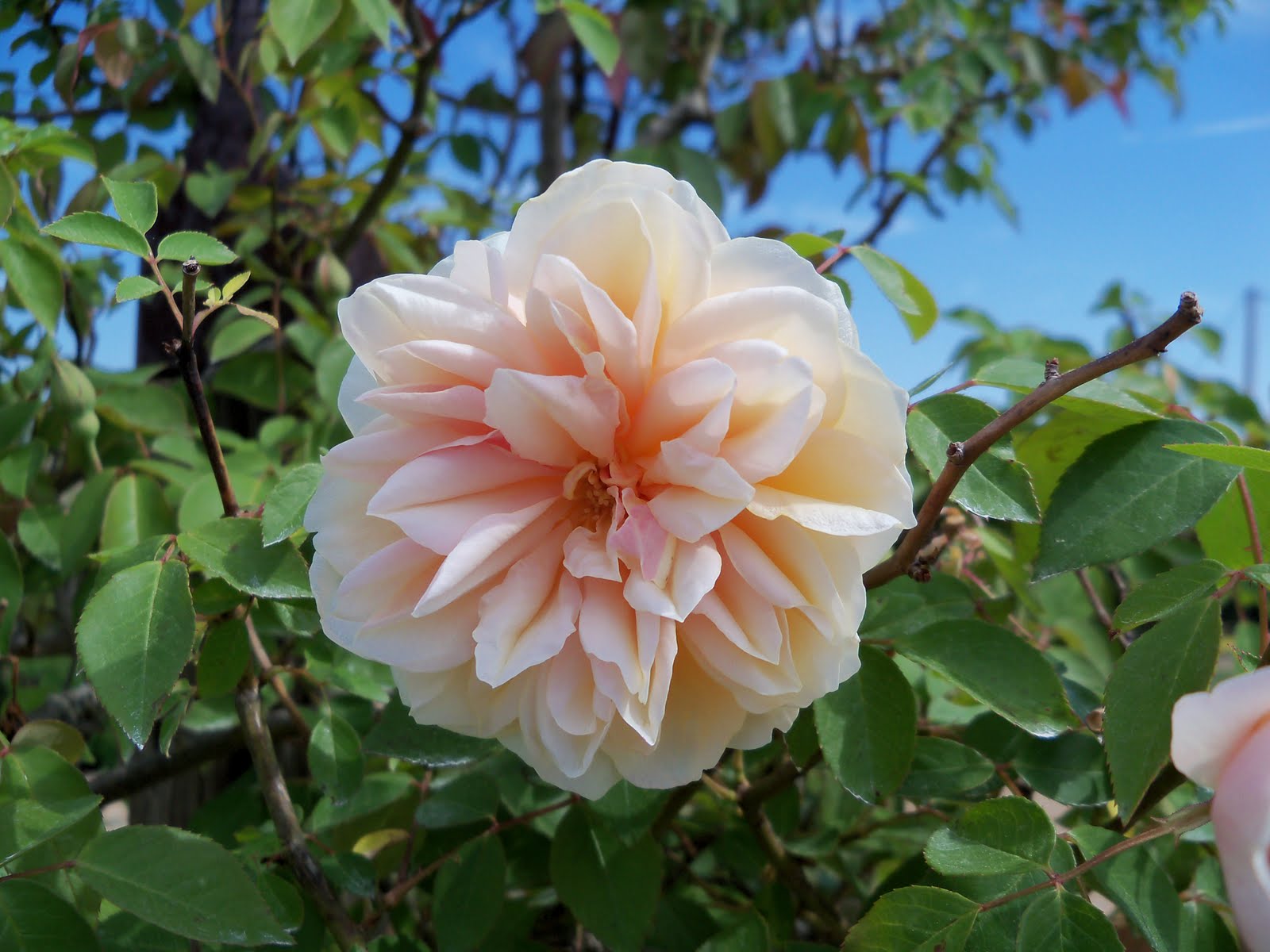Charm and Grace Cottage Petals From the Past Nursery Tour