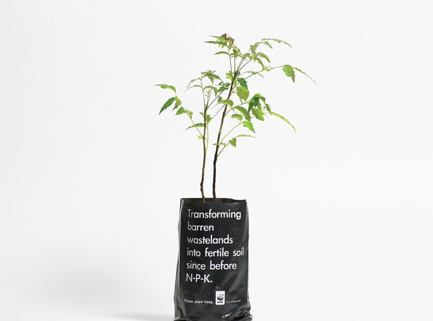 Tree lovers of the world unite! The most valuable tree in the world.