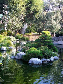Japanese Garden Pond - Pomona