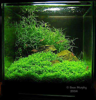 planted nano tank