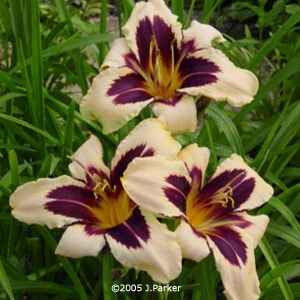 hemerocallis rosy meyer