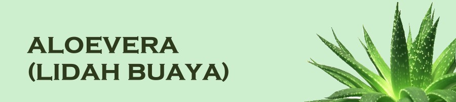 Jual Lidah buaya instan