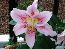 Porch Lilies