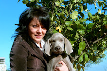 Weimaraner, Sole e Limoni...