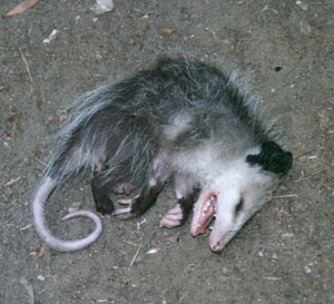 Possum.jpg