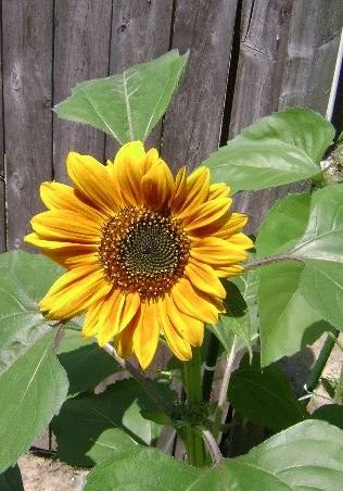 [first+sunflower.jpg]