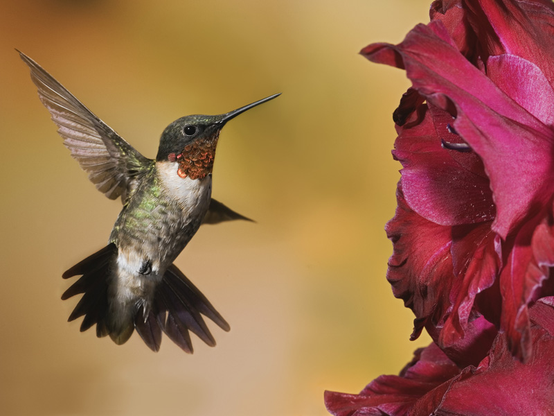 [Male+Ruby-Throated+Hummingbird.jpg]