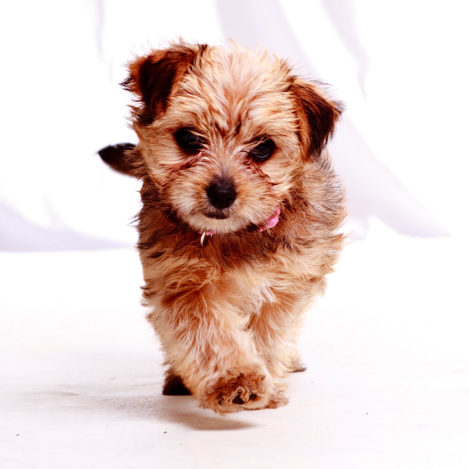 What a cutie! What kind of dog, Cute animals, Cute