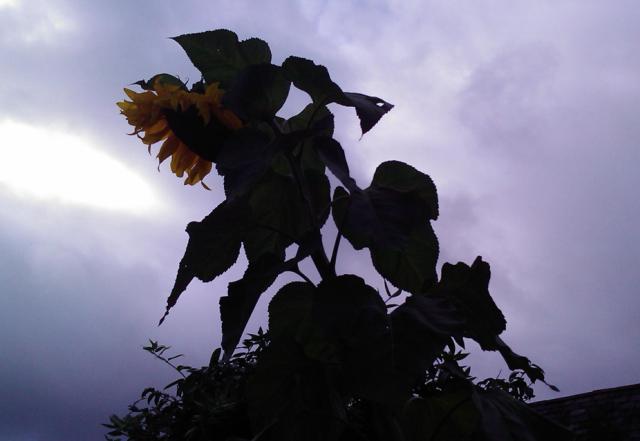 [sunflower1-705867.jpg]