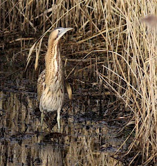 Bittern by Max Silverman