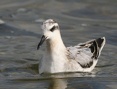 Grey Phalarope by Steve Seal