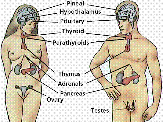 Thyroid System