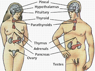 endocrine system and pancreatitis