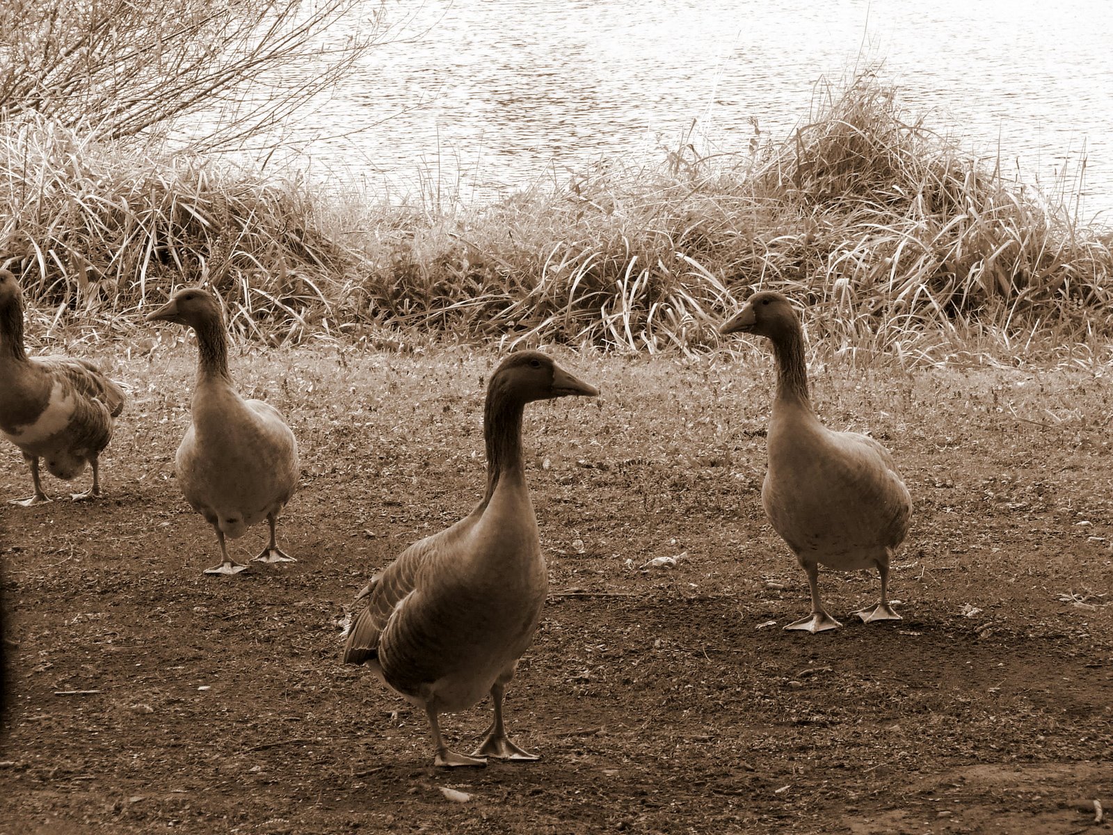 [DSCF3103-1.JPG]