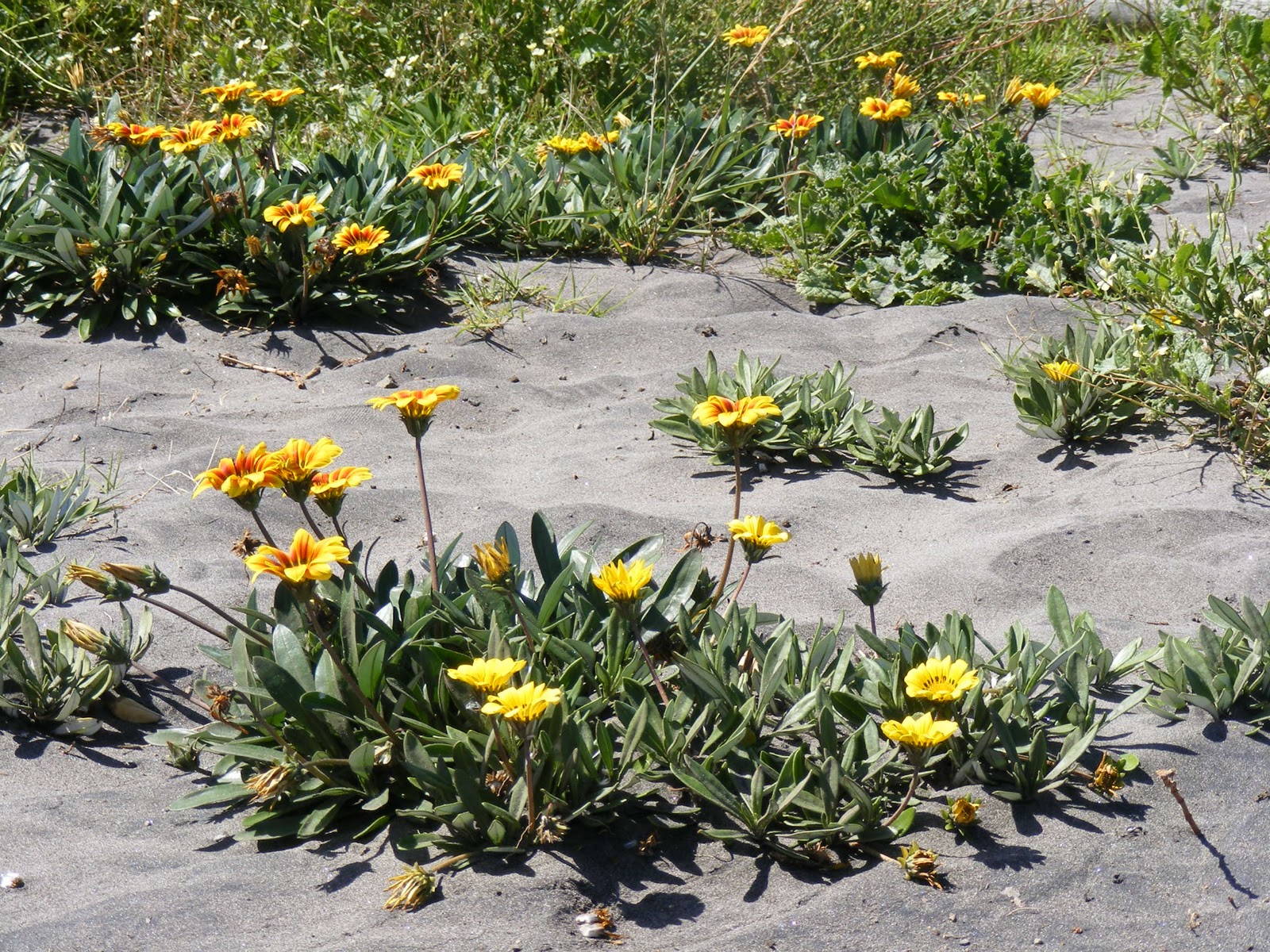 photographing New Zealand Flowers in the sand photographing New Zealand Flowers in the sand