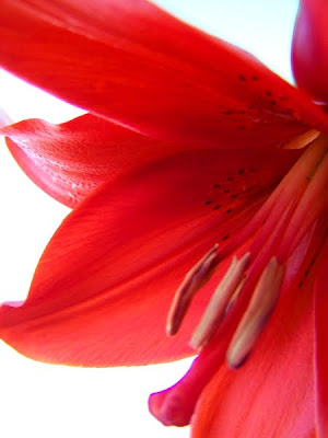 lilium lys rouge pidic encadrees fleur bordeaux photo
