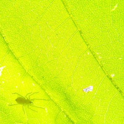 pidic encadrees photo amateur photographie gironde bordeaux rive droite feuille araignee contre-jour