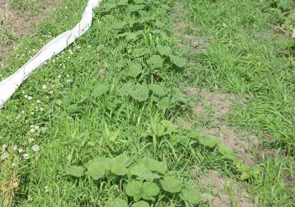 [weeds+and+squash+0608.jpg]