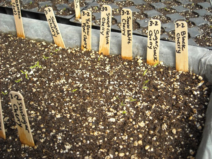 [tomato+starts+031209.jpg]