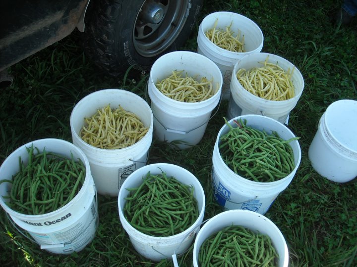 [beans+072909.JPG]
