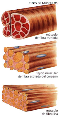 Tubulos T