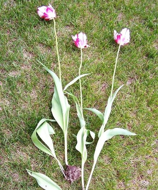 Perennial Passion Moving Tulips in Full Bloom