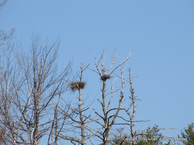 blue heron nest