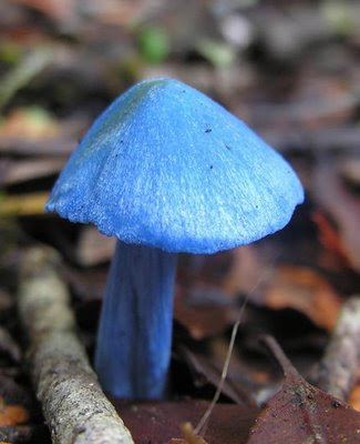 Glowing Blue Mushrooms