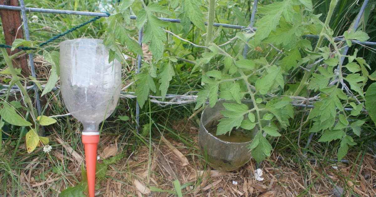 IT'S GREEN DAY my garden journal Deep root watering