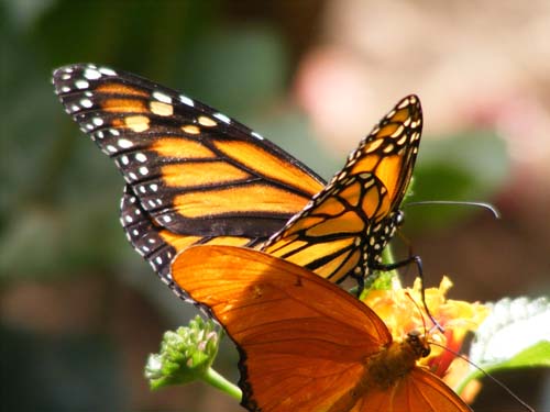 [monarch-julia-bz-v-04-08-3394.jpg]
