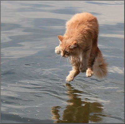Foto divertenti sui gatti :o Pic_189706001184887635_+Can%27t+touch+water!