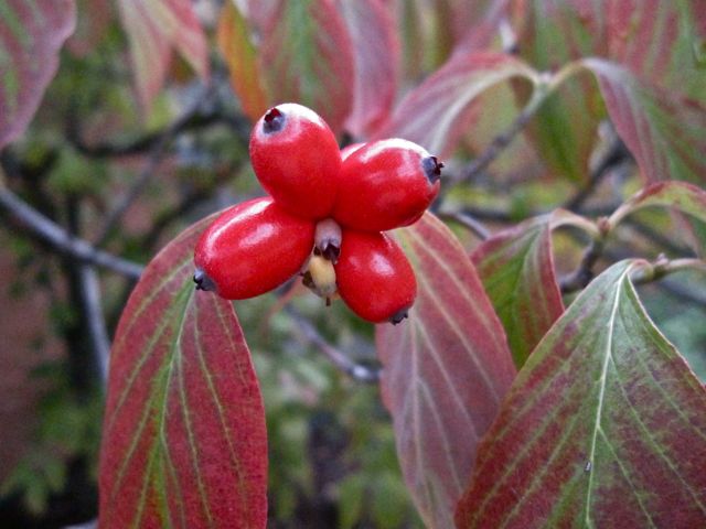 Are+dogwood+tree+berries+poisonous