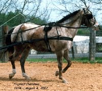 Morning Glory Ranch Appaloosa Horse Rescue